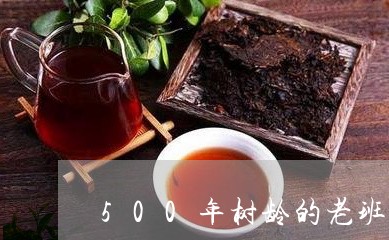 500年树龄的老班章/2023061211603