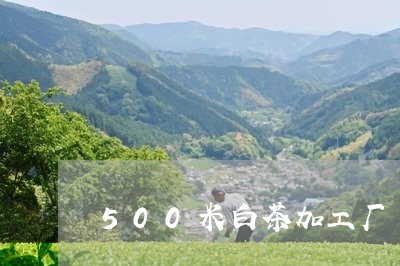 500米白茶加工厂/2023071307593