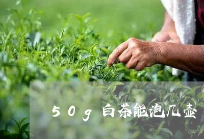 50g白茶能泡几壶/2023071446936