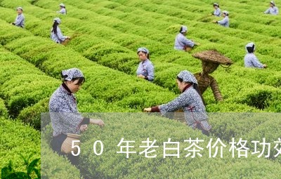 50年老白茶价格功效/2023092793726