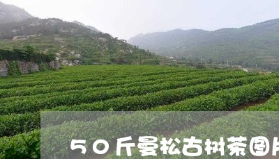 50斤曼松古树茶图片/2023071326139