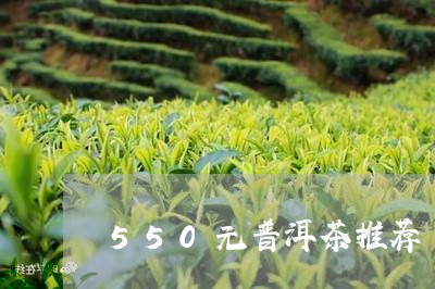 550元普洱茶推荐/2023071075593