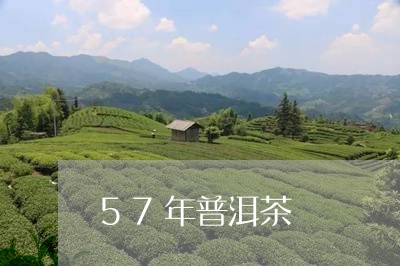 57年普洱茶/2023091231592