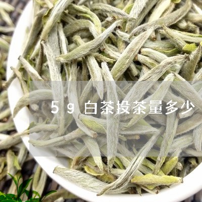 5g白茶投茶量多少/2023071408371