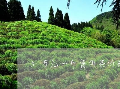 5万元一斤普洱茶价格是多少/2023052820604