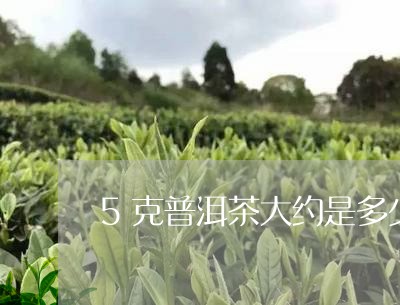 5克普洱茶大约是多少/2023092686036