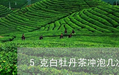 5克白牡丹茶冲泡几次/2023120945128