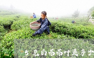 5克白茶茶叶是多少/2023071493940