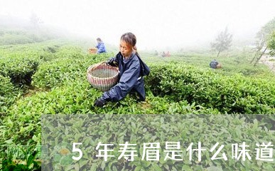 5年寿眉是什么味道/2023120418581