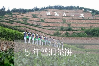 5年普洱茶饼/2023042566555