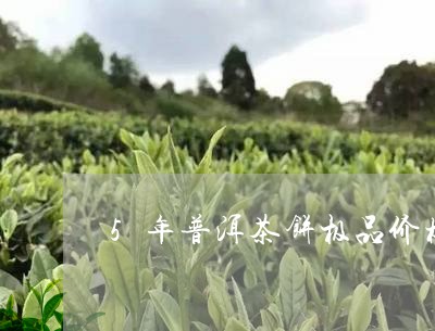 5年普洱茶饼极品价格/2023062265056