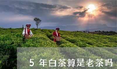 5年白茶算是老茶吗/2023121583936