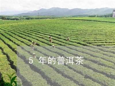 5年的普洱茶/2023042969629