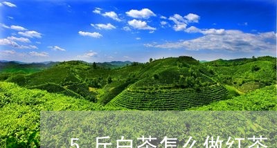 5斤白茶怎么做红茶/2023071465048