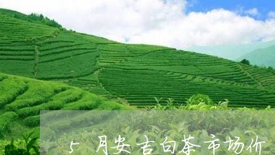 5月安吉白茶市场价/2023121551816