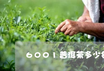 6001普洱茶多少钱/2023062952858