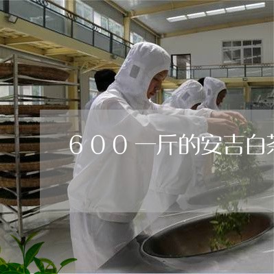 600一斤的安吉白茶/2023092714140