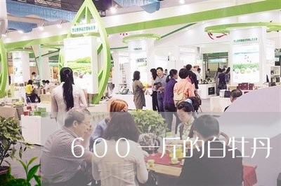 600一斤的白牡丹/2023091438592