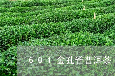 601金孔雀普洱茶/2023120501595