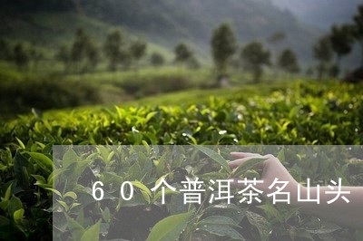 60个普洱茶名山头/2023110590503