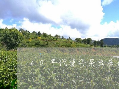 60年代普洱茶虫屎茶/2023062283957