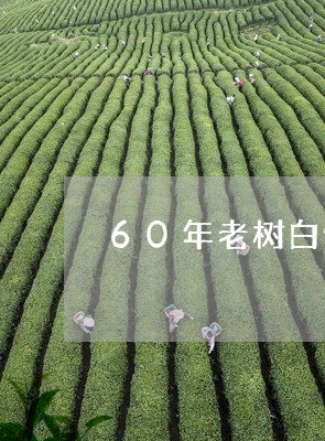 60年老树白牡丹/2023090586471