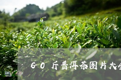 60斤普洱茶图片大全及价格/2023110555950