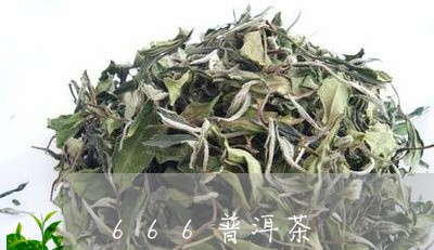 666普洱茶/2023042853496