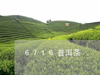 6716普洱茶/2023101680736