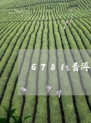 6781普洱茶/2023081830682