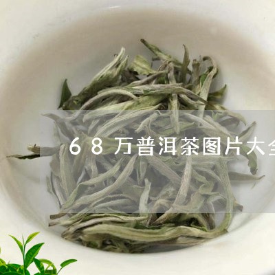 68万普洱茶图片大全/2023100830471