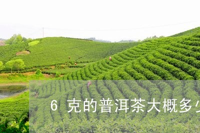 6克的普洱茶大概多少/2023112790361