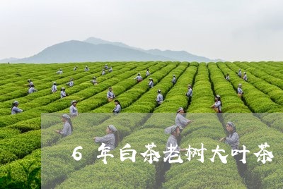 6年白茶老树大叶茶/2023071308169