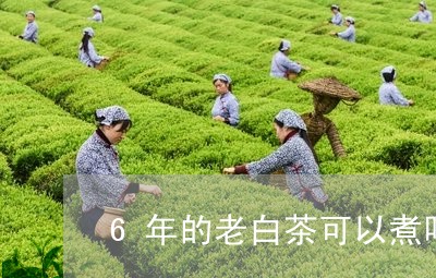 6年的老白茶可以煮吗/2023092706949