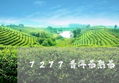 7277普洱茶熟茶/2023071021592