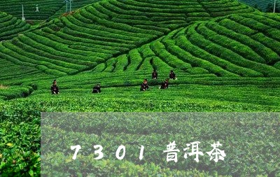 7301普洱茶/2023082867361