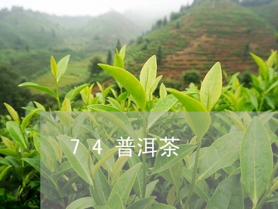 74普洱茶/2023090589270