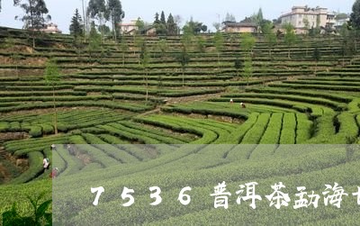 7536普洱茶勐海七子饼茶/2023052991615