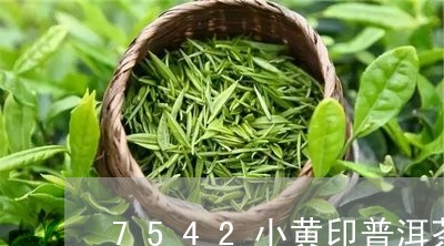 7542小黄印普洱茶/2023062855929