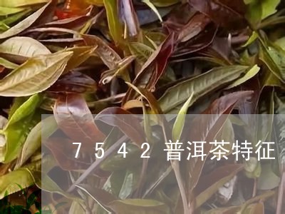 7542普洱茶特征/2023091435240