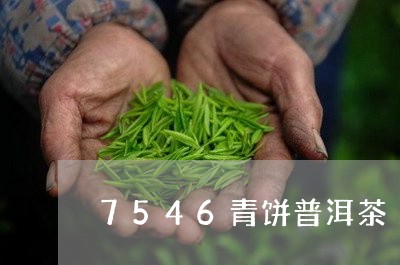 7546青饼普洱茶/2023091452504