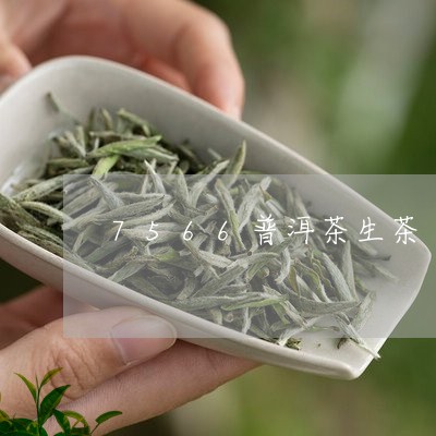 7566普洱茶生茶/2023120522737