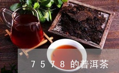 7578的普洱茶/2023101634036