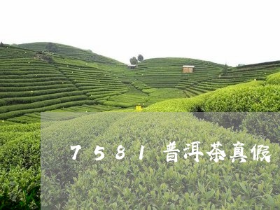 7581普洱茶真假/2023091428282