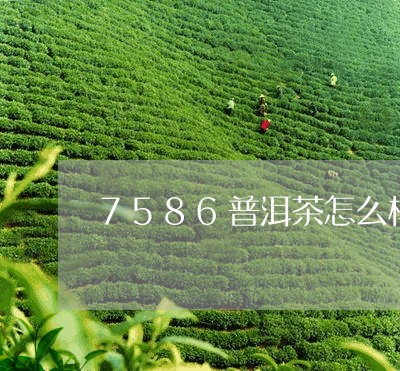 7586普洱茶怎么样/2023062750493