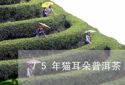 75年猫耳朵普洱茶/2023120586149