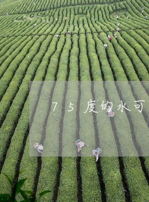 75度的水可以泡茶吗/2023060925047