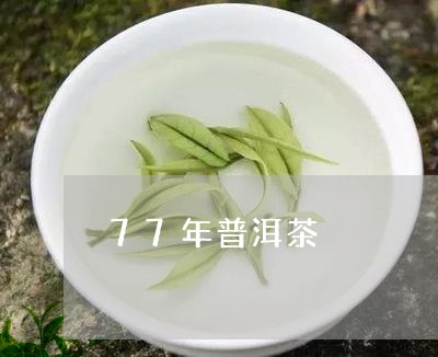 77年普洱茶/2023091252037