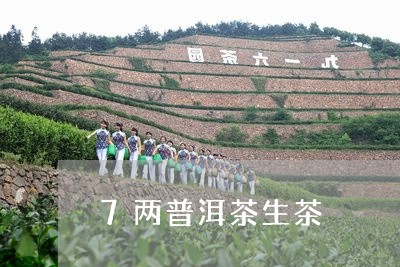 7两普洱茶生茶/2023120398583