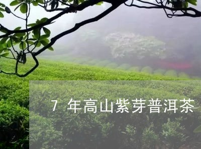 7年高山紫芽普洱茶/2023091506048